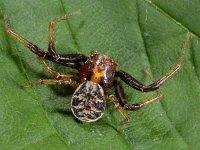 Xysticus cristatus 1, Gewone krabspin, male, Saxifraga-Ab H Baas